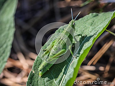 Green adult female of endemic locust Pyrgomorphella serbica Stock Photo