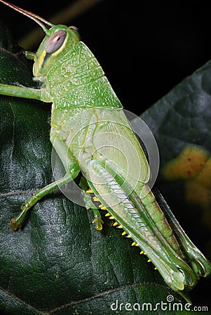 A green adult Scudder`s short-wing grasshopper Stock Photo