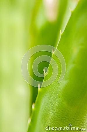 Green agave leaves with thorn background. Green thorned agave close-up. Abstract cactus Stock Photo