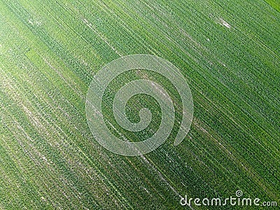 Green agricultural field, aerial view. Farmland landscape. Background Stock Photo