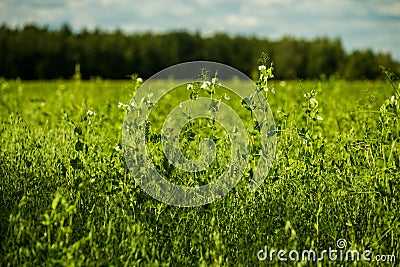 Green agricultural peas field closeup with selective focus background and lens blur Stock Photo