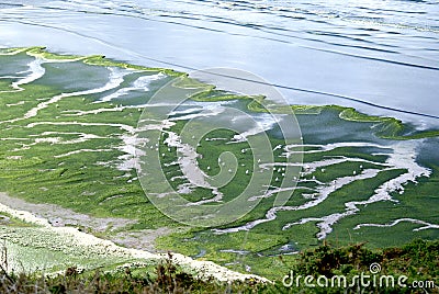 Green Alga Stock Photo