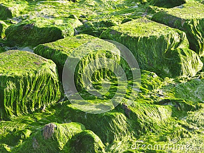 Green alga on stones Stock Photo