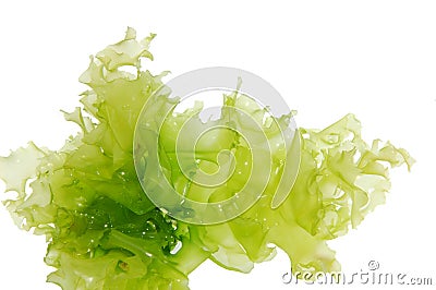 Green algae Stock Photo