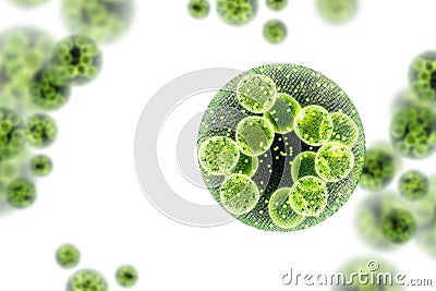 Green Algae Cells 3D Illustration Cartoon Illustration