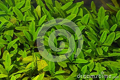 Green algae covered granite boulder in a riverbed. Background and texture. Swamp algae Stock Photo