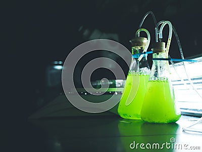 Green algae cultures in a research lab. Stock Photo