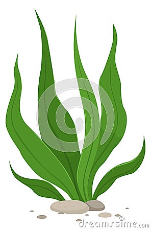 Green algae icon. Cartoon underwater plant growing Vector Illustration