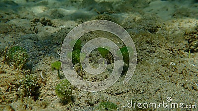Green algae Merman's shaving brush (Penicillus capitatus) undersea, Aegean Sea Stock Photo