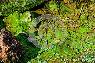 Green algae pollution on a bank of river. Ecological concept Stock Photo