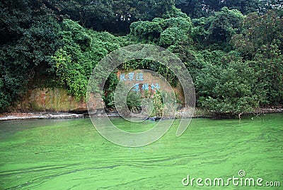 Green algae pollution Stock Photo