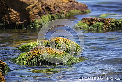 Green algae on a rock in the middle of the sea. Stone, rocks, algae and sea, shore and stones. Beautiful landscapes, seaside, natu Stock Photo