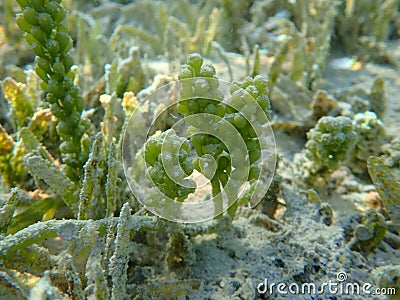 Green algae sea grapes (Caulerpa racemosa) undersea, Red Sea Stock Photo