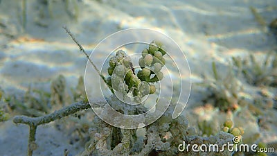 Green algae sea grapes (Caulerpa racemosa) undersea, Red Sea Stock Photo