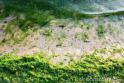 Green algae on the sea shore Stock Photo