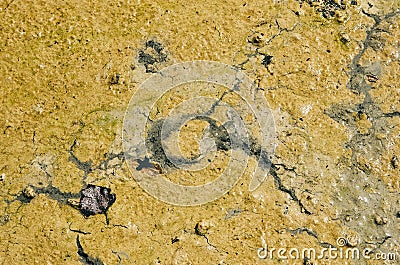 Green algal bloom in water. Surface cracks from fluid flow. Sludge. No person Stock Photo