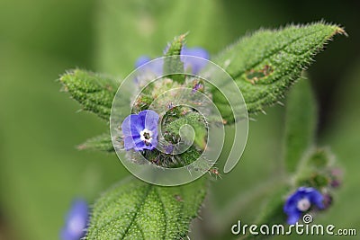 Green alkanet blue flowers in close up Stock Photo
