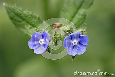 Green alkanet blue flowers in close up Stock Photo