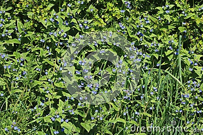 Green alkanet, pentaglottis sempervirens, flowers Stock Photo