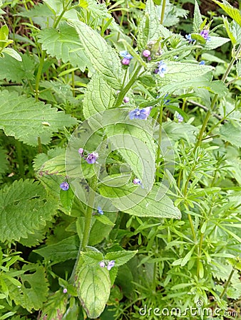 Green Alkanet - Pentaglottis sempervirens, Norfolk, England, UK Stock Photo