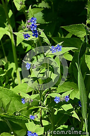 Green Alkanet - Pentaglottis sempervirens, Norfolk, England, UK Stock Photo