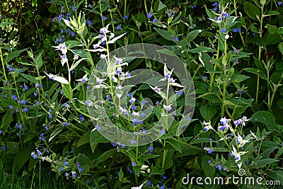 Green Alkanet - Pentaglottis sempervirens, Norfolk, England, UK Stock Photo