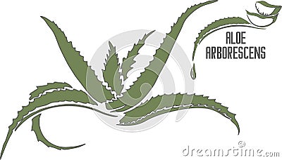 Green Aloe arborescens officinalis vector illustration Vector Illustration