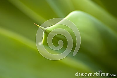 Green aloe thorn Stock Photo