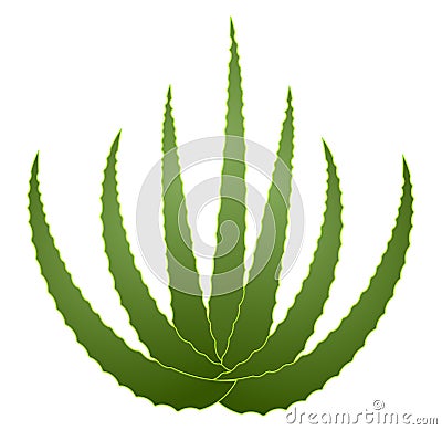 Green aloe vera on white background Vector Illustration