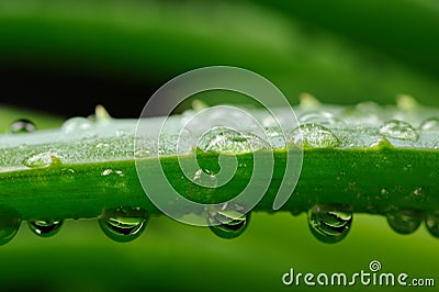 Green Aloe Vera Leaf with Water Drops Macro Stock Photo