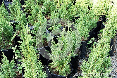 Green american arborvitae in a polythene pot Stock Photo