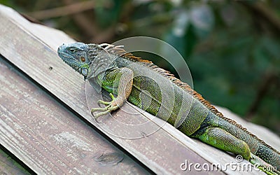 Green american iguana with blue head Stock Photo