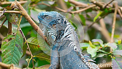 Green american iguana blue morph Stock Photo