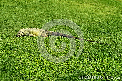 Green American Iguana eating green grass Stock Photo