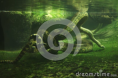 Green anaconda (Eunectes murinus) Stock Photo