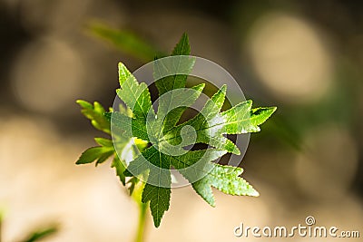 Green Anatolian sweetgum Liquidambar orientalis leaves. Selective focus on the leaves. Stock Photo