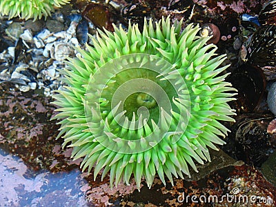 Green anemone Stock Photo