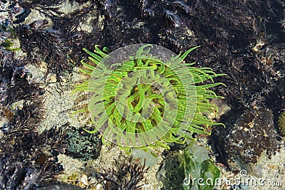 Green anemone in beach tidepool Stock Photo