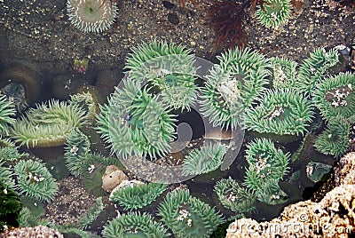 Open circular green anemone in wet tidal pool Stock Photo