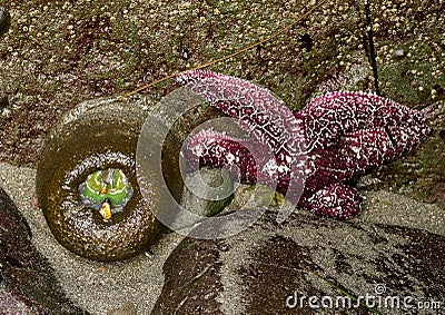 Green anemone and purple sea star Stock Photo
