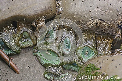 Green Anemones in a Tide Pool Stock Photo
