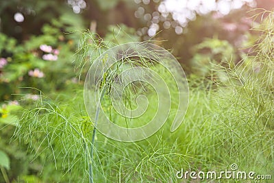 Green anise plant growing in the green home garden. Summer nature photo. Herbal medications phytotherapy Stock Photo