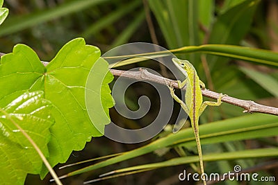 Green Anole Stock Photo