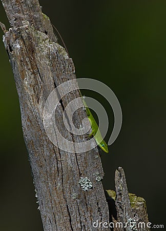 Green Anole Lizard anolis carolinensis sunning on dead tree snag, green color, scale detail Stock Photo