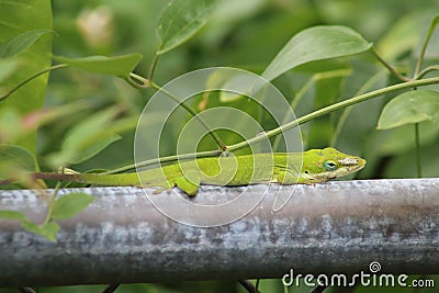 A green anole perched on a chain link fence, resting in the sun Stock Photo