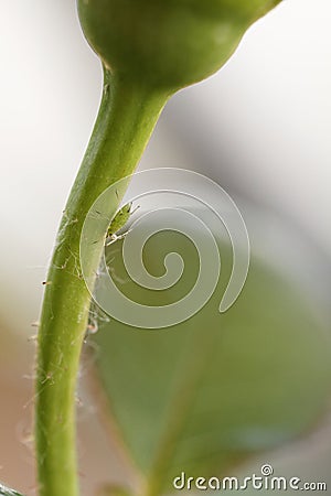 Green aphid Stock Photo
