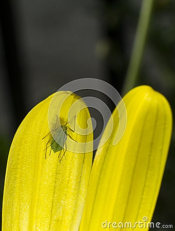 Green aphid on a yellow petal. Stock Photo