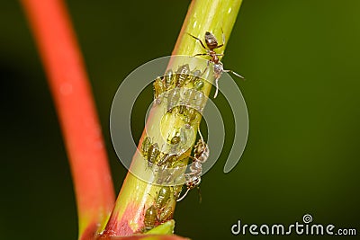 Green Aphids being `farmed` by ants Stock Photo