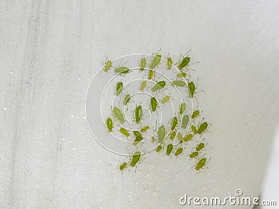Green Aphids on the inside of a white tulip petal Stock Photo