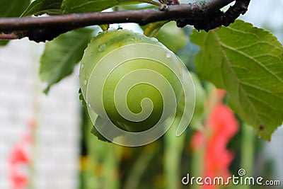 Green apple fruit hanging on a tree branch Stock Photo